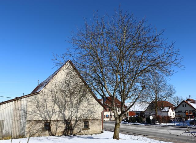 Walnussbaum in der Wintersonne