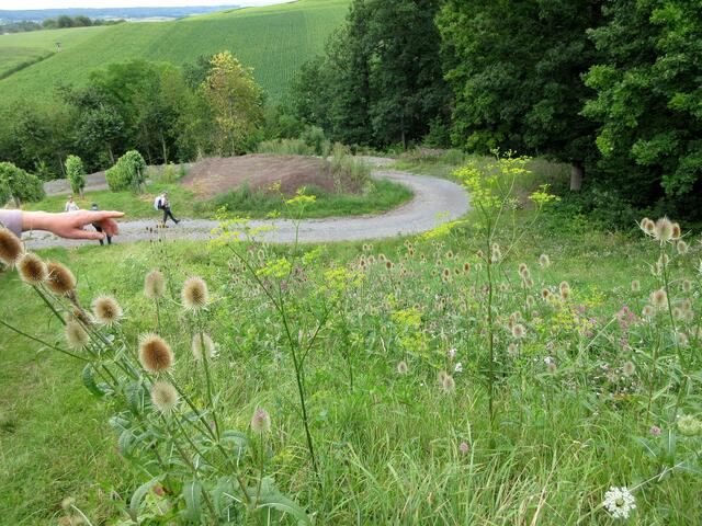 Am Hang zwischen Wald und Weinberg ein wunderbarer Blühstreifen.