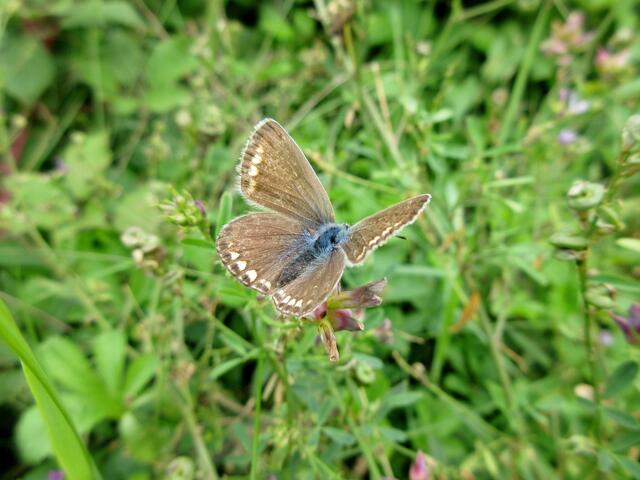 Ein Bläuling-Weibchen. Vermutlich ein Hauhechel-Bläuling, aber in dieser Familie gibt es so viele, dass die genaue Bestimmung schwierig ist.
