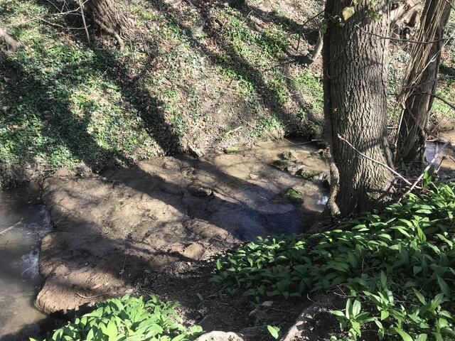 Bäume werfen Schatten