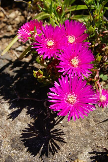 zarte Blüten werfen zarte Schatten