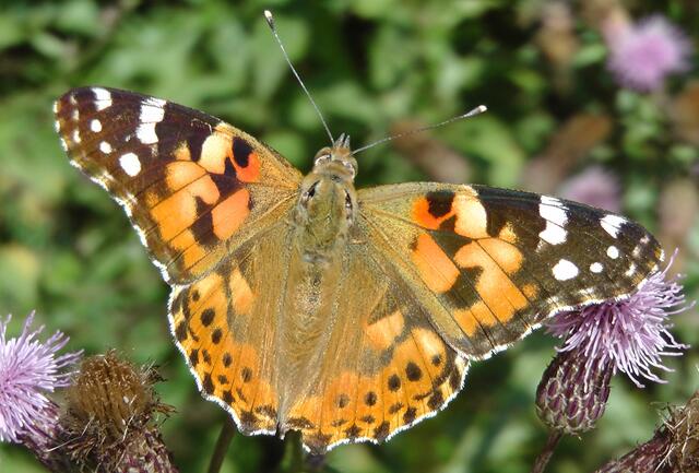 Distelfalter saugt Nektar an Kratzdistel