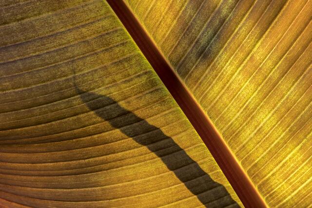 Bananenblatt