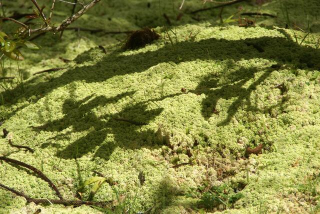 Schatten auf dem  Moos
