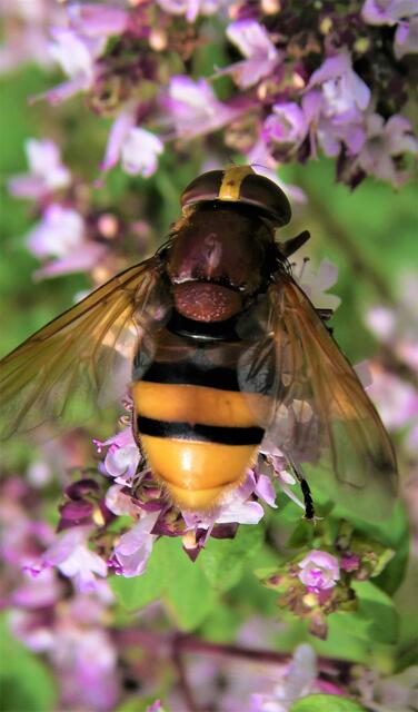 Schwebfliege