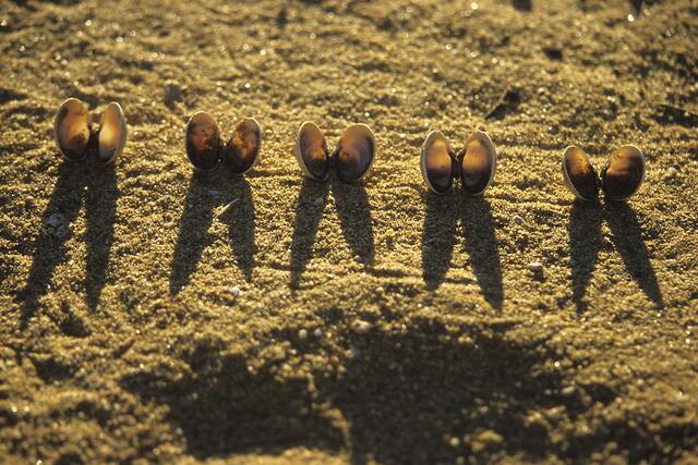 Muschelschalen