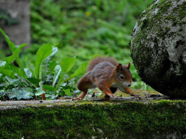 Jetzt aber schnell weg... | Foto: Daniela Somers