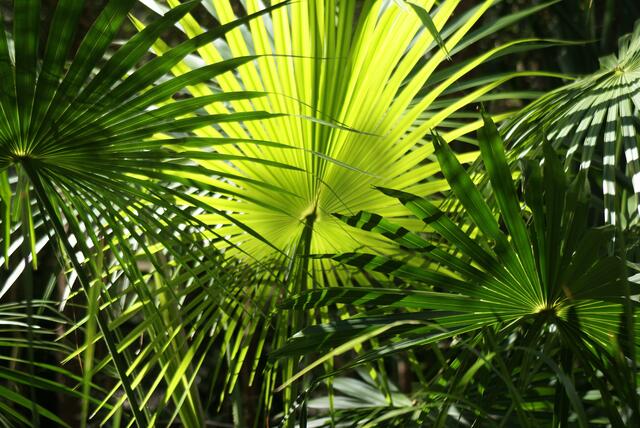 Palmblätter