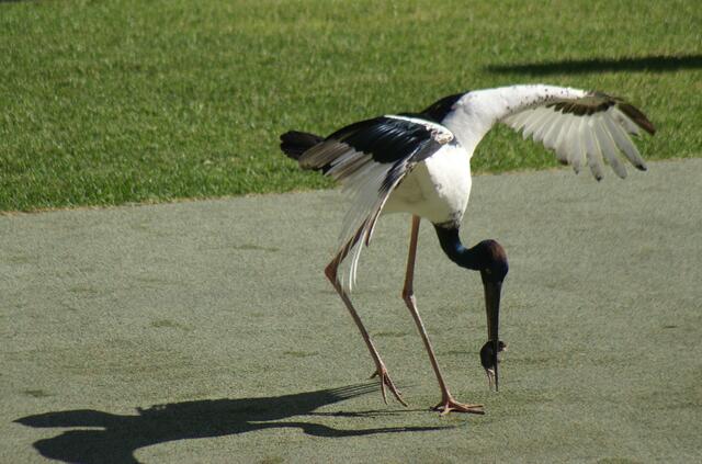 Der Großstorch hat die Ratte angenommen