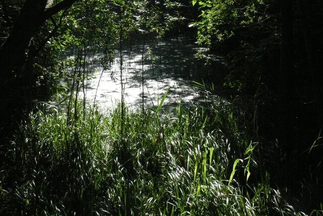 Schattenspiel am Weiher