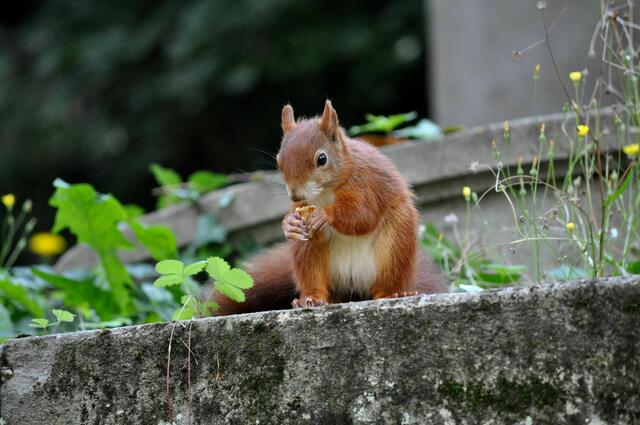 Eichhörnchen im Hauptfriedhof Heilbronn | Foto: Daniela Somers