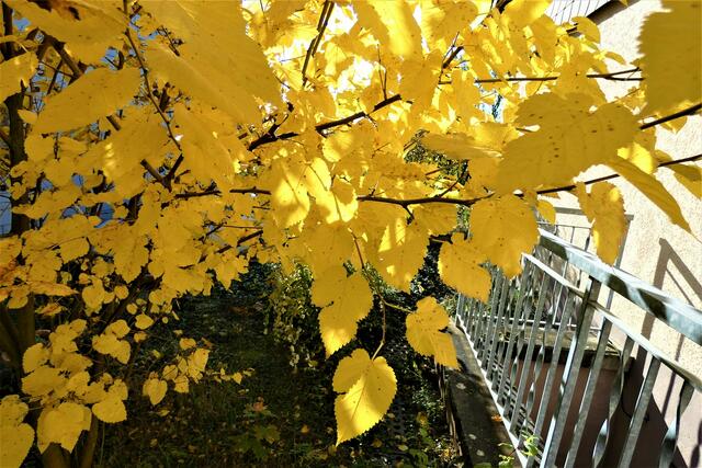 Schattenspiel mit herbstlichen Maulbeerblättern