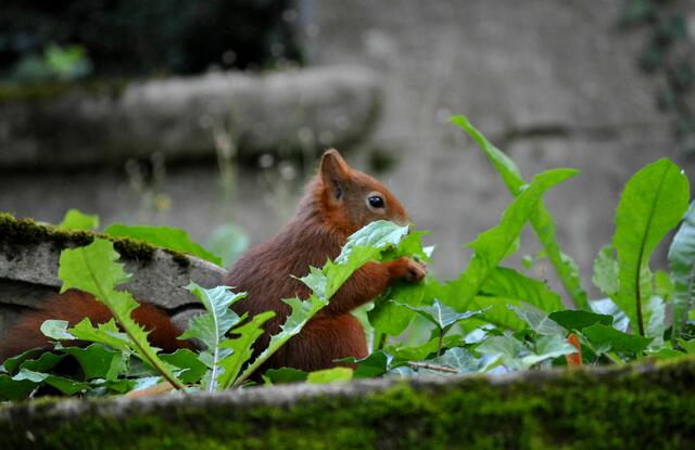 Ab und an muss wohl ein bißchen Grünzeug sein. | Foto: Daniela Somers
