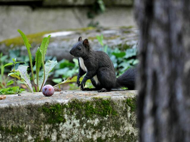 Huch, ne Pflaume. Oje, hoffentlich gibts auch Nüsschen. | Foto: Daniela Somers