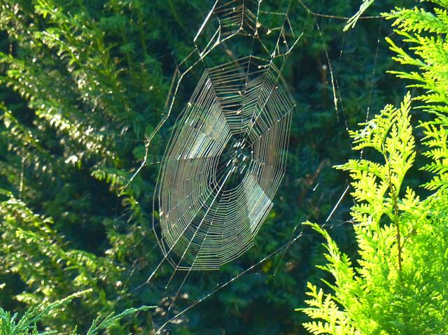Das Spinnenetz ragt in den Schatten