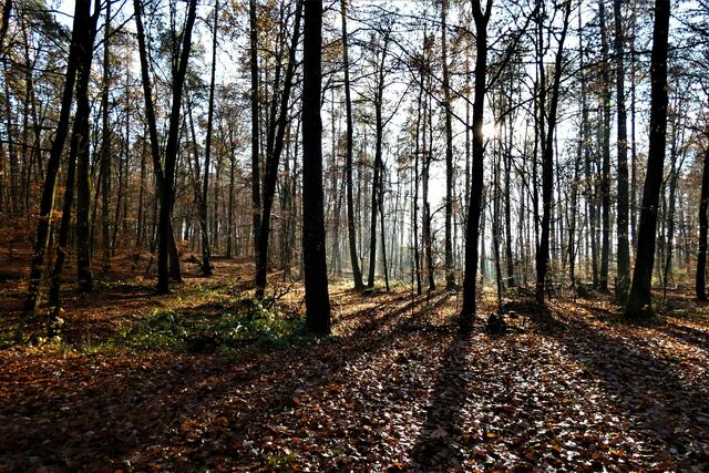 Frühlingswald