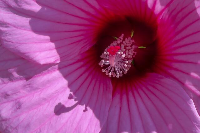 Schlagschatten des Blütenkelches in einer Hibiskusblüte