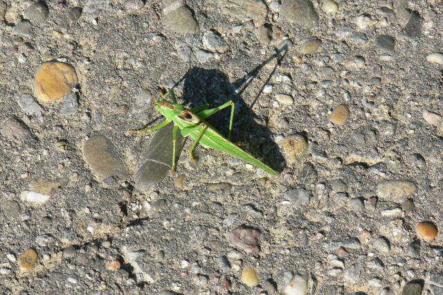Heupferd mit Schatten