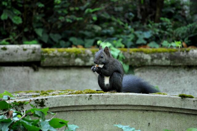 Eichhörnchen im Hauptfriedhof Heilbronn | Foto: Daniela Somers