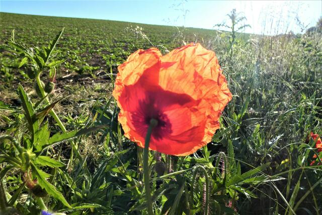Schatten im Mohn