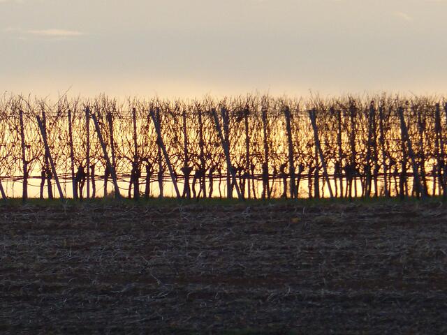 Ein Weinberg bei Sonnenaufgang