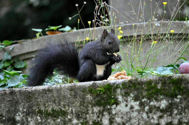 Nüsschen sind klasse. Pflaume bleibt liegen. Scheint einfach nicht der Renner bei den Hörnchen zu sein. | Foto: Daniela Somers