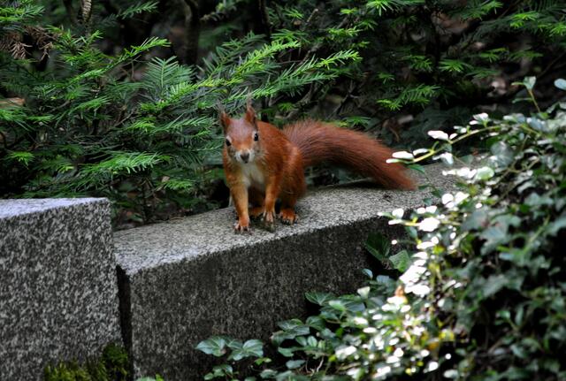 Eichhörnchen im Hauptfriedhof | Foto: Daniela Somers
