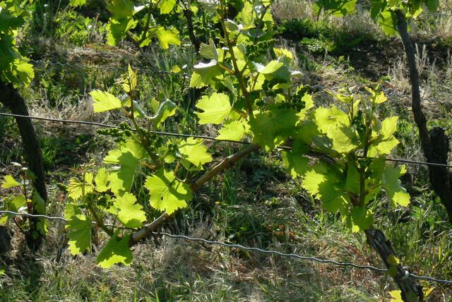Weinblüten im Schatten