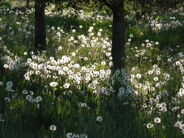 Pusteblumen treten aus dem Schatten