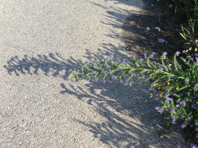 Schatten auf dem Wege