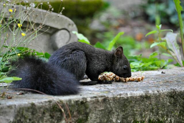 Ich suche mir das schönste Nüsschen aus. | Foto: Daniela Somers