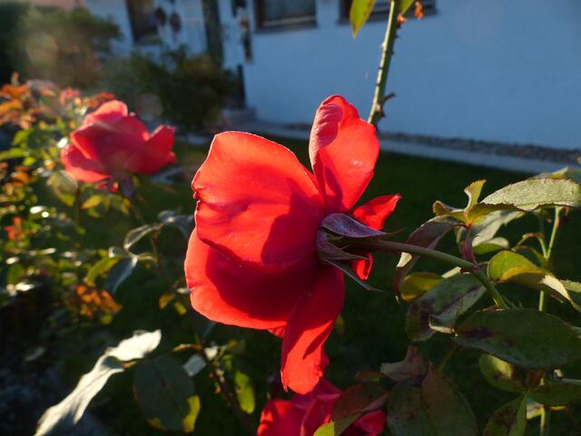 Schattenrose