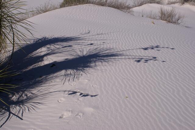 Pflanzenschatten auf Gipssand