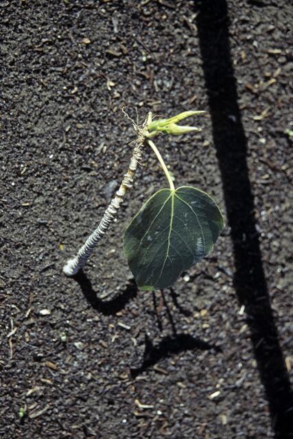 das gibt mal einen Baum
