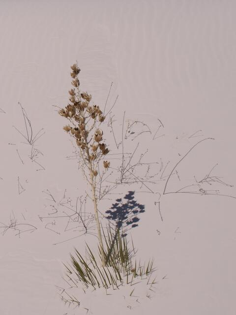 Yucca im Gipssand
