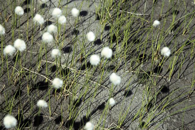 wie kleine Bällchen: der Schatten vom Wollgras