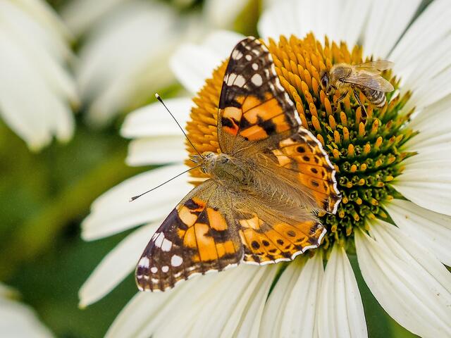 Treffpunkt Echinacea: Distelfalter und Biene teilen sich ihre Futterstelle. Der Distelfalter kann weite Strecken zurücklegen. Er ist eine Wanderfalterart. | Foto: Gerd Tiedtke