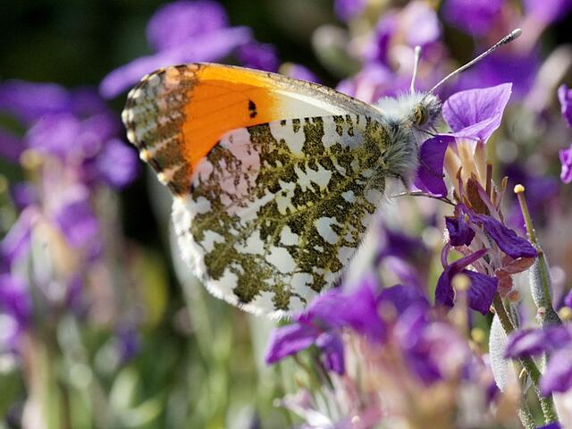 Welch Schönheit: ein männlicher Aurorafalter. Die Damenwelt trägt keine orangefarbenen Flecken auf der Unterseite der Vorderflügel. | Foto: Tanja Blind