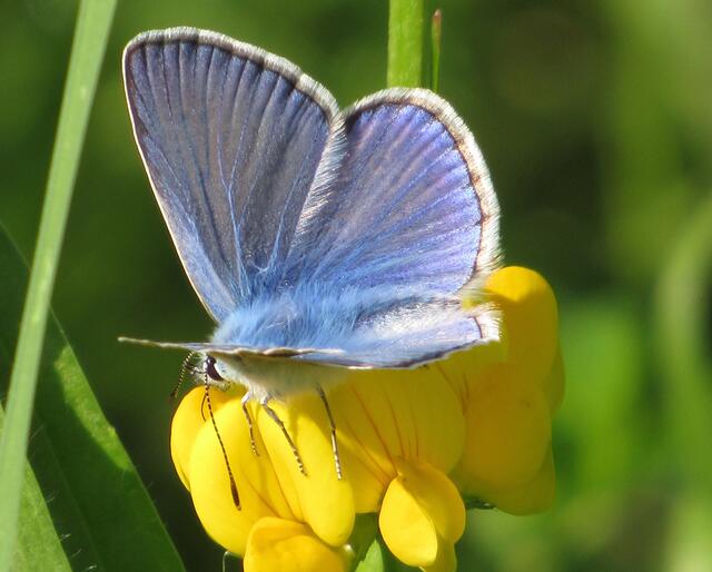 Ein Winzling ist der Hauhechelbläuling. | Foto: Angelika Rampmeier
