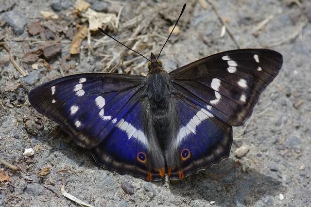 Auffälliger Geselle: Der Große Schillerfalter prahlt mit einer blau schillernden Flügeloberseite. | Foto: Michael Harmsen