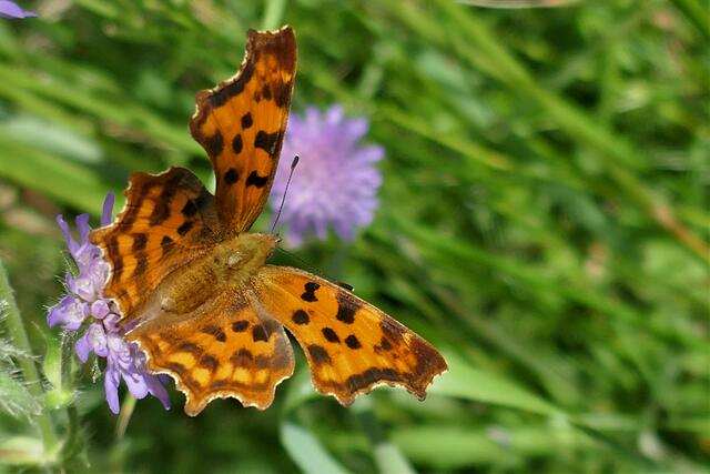 Der C-Falter trägt ein weißes C auf der Flügelunterseite. | Foto: Jutta Koster