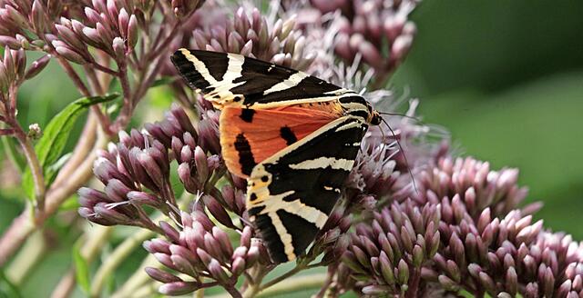 Gleich unter zwei Bezeichnungen ist dieser Nachtfalter, der aber tagsüber unterwegs ist, bekannt: Russischer Bär oder Spanische Flagge. | Foto: Tanja Blind