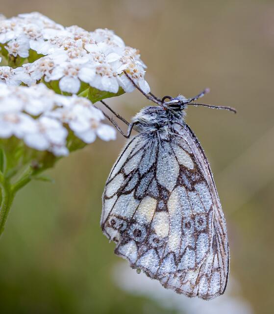 Wiesen und Lichtungen mag der Schachbrettfalter. | Foto: Uschi Pohl