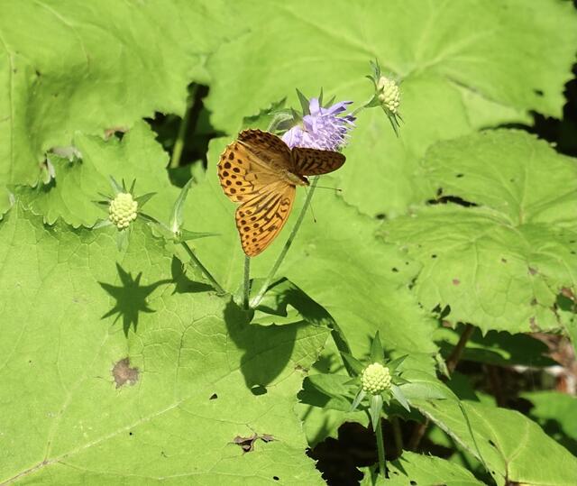 Schmetterling und Blume