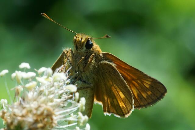Putzig sieht der Dickkopffalter aus, wenn er durch die Makroaufnahme so nah zu sehen ist. | Foto: Tanja Blind
