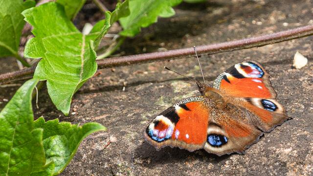 Das Tagpfauenauge ist durch seinen typischen bunten Augenfleck auf jedem Flügel leicht zu erkennen. | Foto: Erwin Weigend