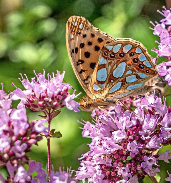 Helle Flecken sind Namensgeber des Perlmuttfalters. | Foto: Erwin Weigend