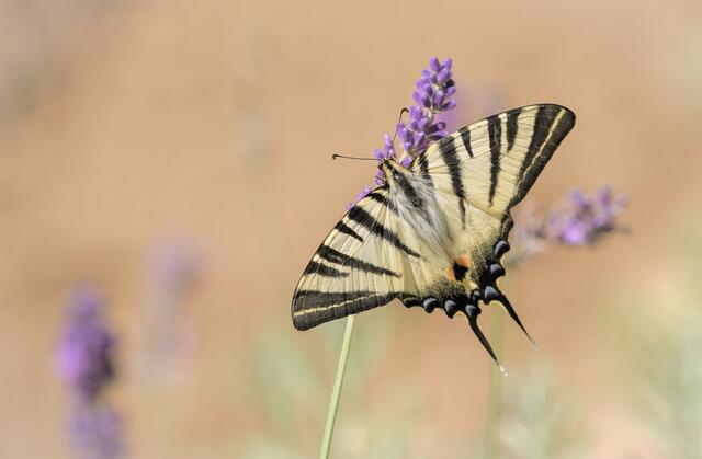 Sehr selten in unserer Region ist der Segelfalter. | Foto: Gülay Sween