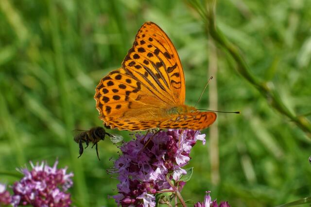In den Weinbergen rund um Heilbronn ist er noch zu finden: der Kaisermantel. Hier macht eine Biene dem Schmetterling den Platz streitig. | Foto: Wolfgang Kynast