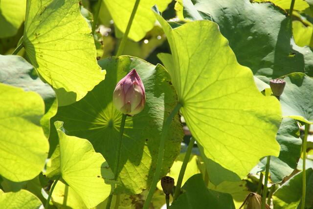 Schatten im Lotus